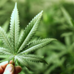 Cannabis-plant.jpg